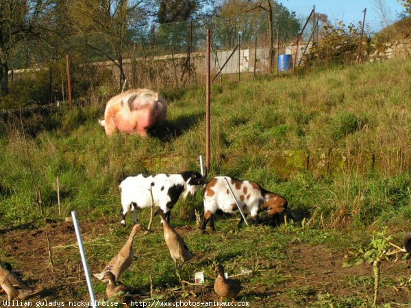 Photo de Races diffrentes