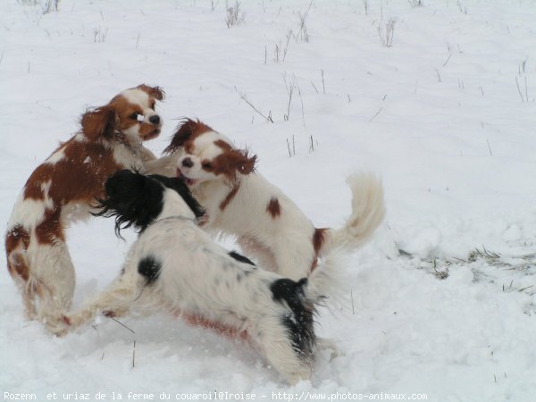 Photo de Cavalier king charles spaniel