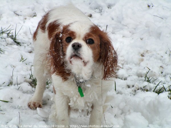 Photo de Cavalier king charles spaniel