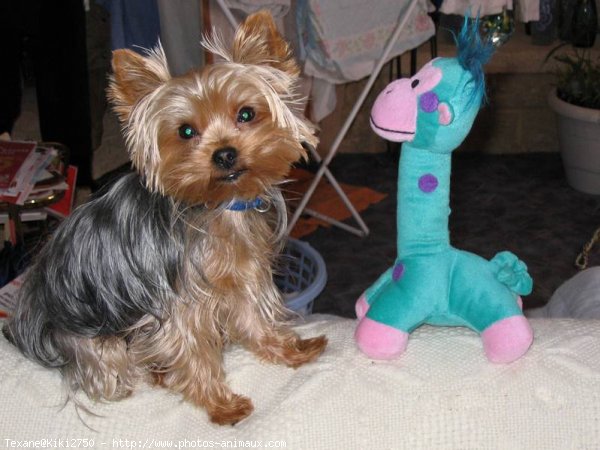 Photo de Yorkshire terrier