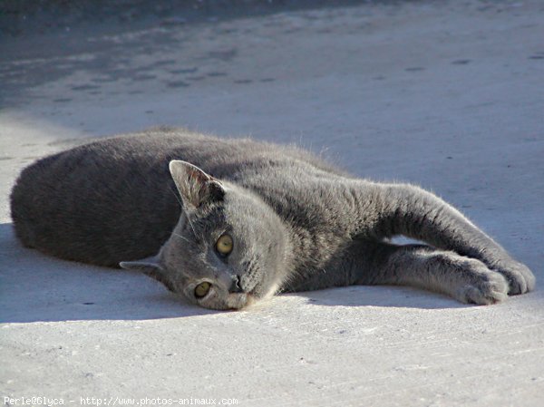 Photo de Chat domestique