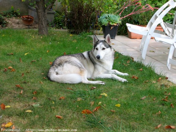 Photo de Husky siberien