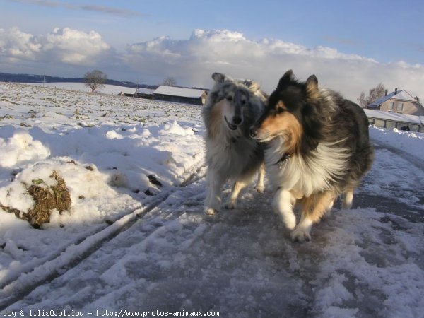 Photo de Colley  poil long