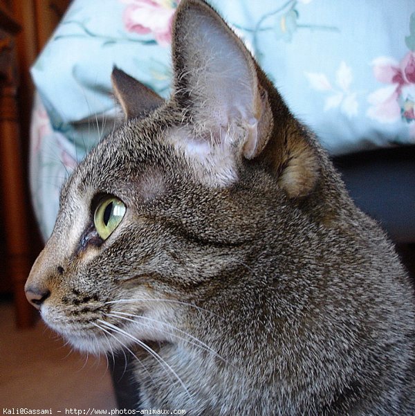 Photo d'Ocicat