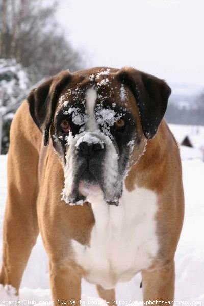 Photo de Boxer