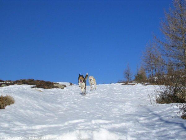 Photo d'Akita inu