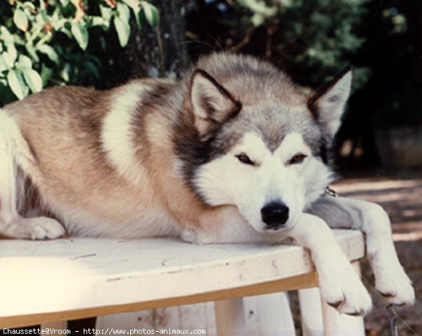 Photo de Husky siberien