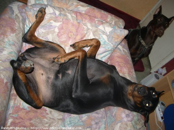 Photo de Dobermann