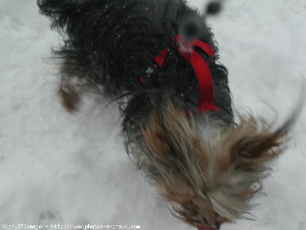 Photo de Yorkshire terrier