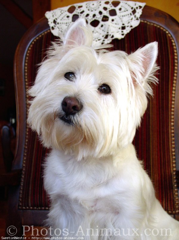 Photo de West highland white terrier