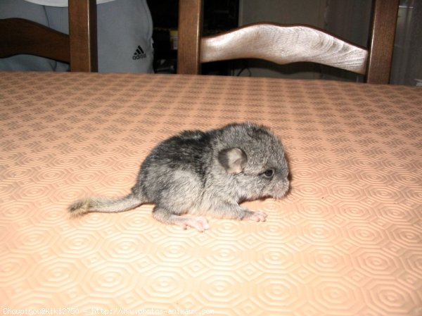 Photo de Chinchilla