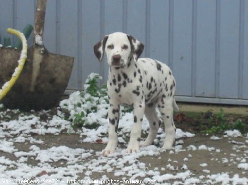 Photo de Dalmatien