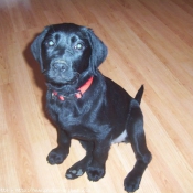 Photo de Labrador retriever