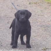 Photo de Labrador retriever