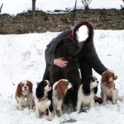 Photo de Cavalier king charles spaniel