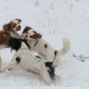 Photo de Cavalier king charles spaniel