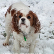 Photo de Cavalier king charles spaniel