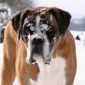 Photo de Boxer