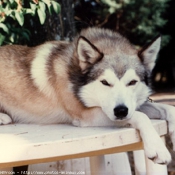 Photo de Husky siberien