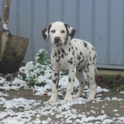 Photo de Dalmatien