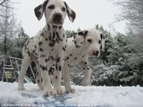 Photo de Dalmatien