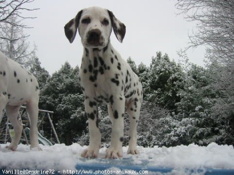 Photo de Dalmatien