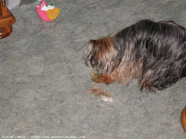 Photo de Yorkshire terrier