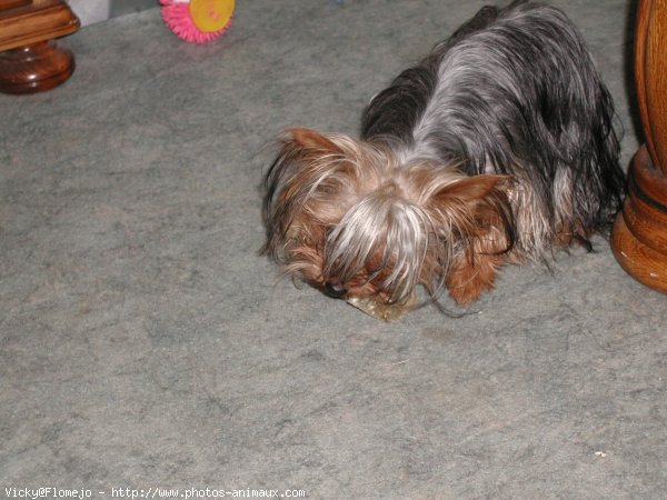 Photo de Yorkshire terrier