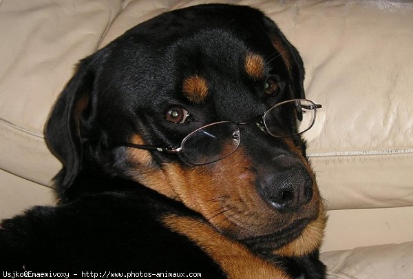 Photo de Rottweiler