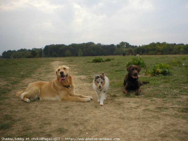 Photo de Races diffrentes