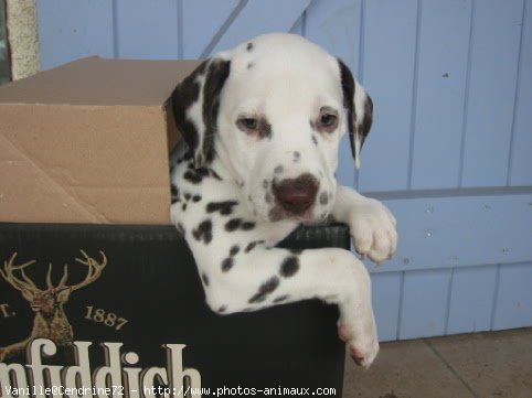 Photo de Dalmatien