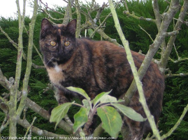 Photo de Chat domestique