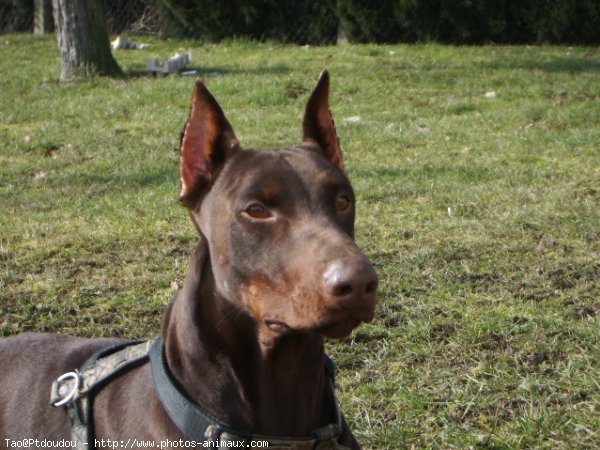 Photo de Dobermann