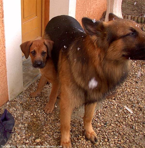 Photo de Berger allemand  poil court