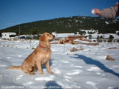 Photo de Golden retriever