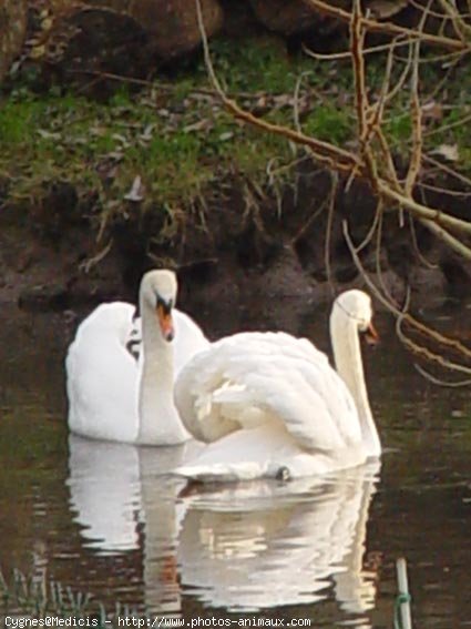 Photo de Cygne