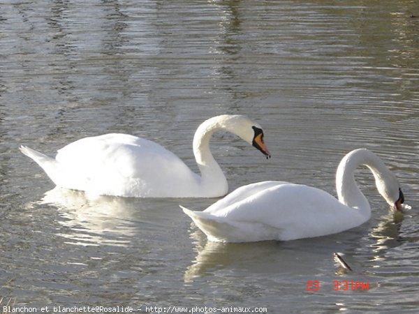 Photo de Cygne