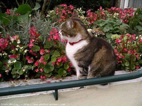 Photo de Chat domestique