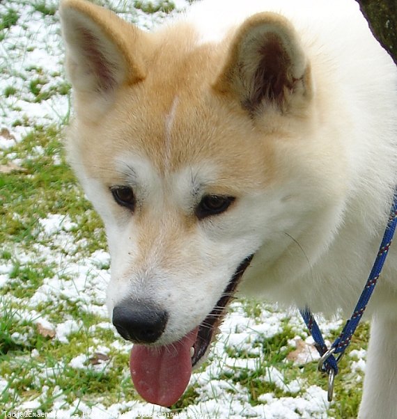 Photo d'Akita inu