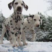 Photo de Dalmatien