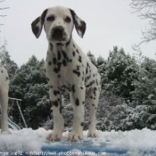 Photo de Dalmatien