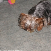 Photo de Yorkshire terrier