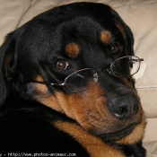 Photo de Rottweiler