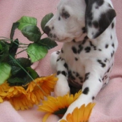 Photo de Dalmatien