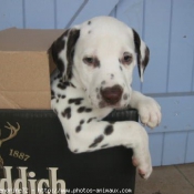 Photo de Dalmatien