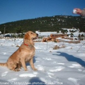 Photo de Golden retriever