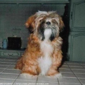 Photo de Shih tzu