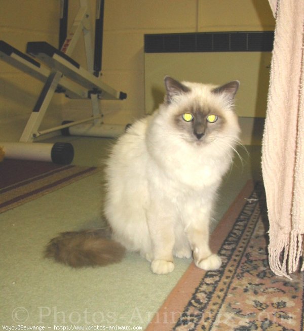 Photo de Sacr de birmanie