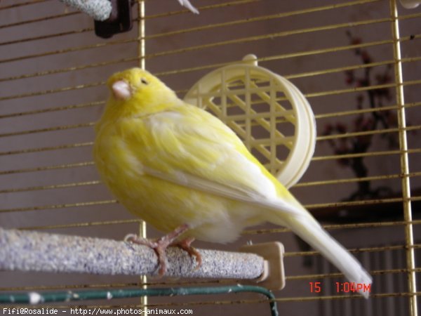 Photo de Canari