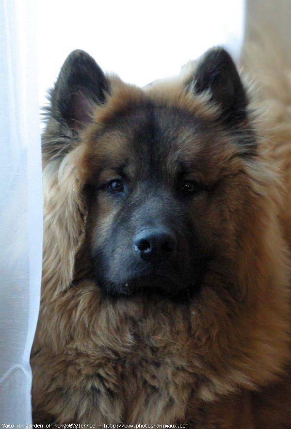 Photo d'Eurasier